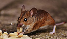 24 Hour & Emergency Exterminators in Haw River, NC